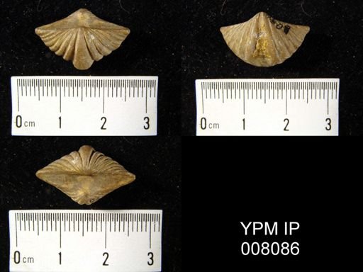 Punctospirifer kentuckyensis