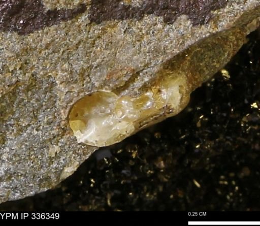 Scaphites sp.