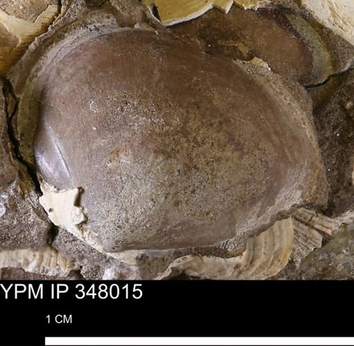 undet. Bivalvia