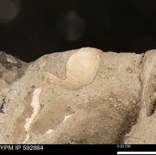 undet. Bivalvia