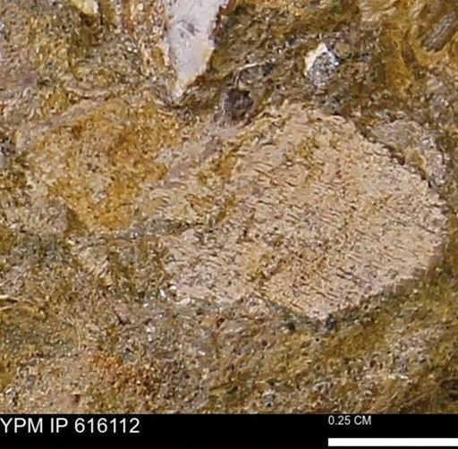 undet. Bivalvia