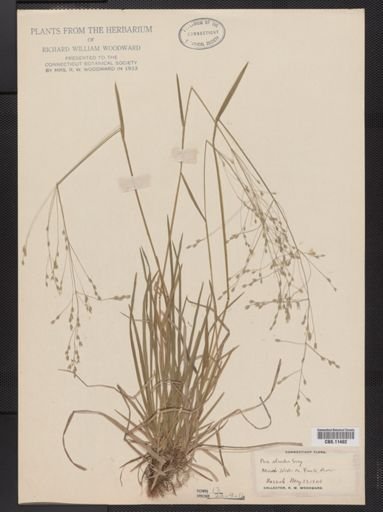 Poa alsodes