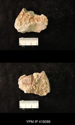 Spirifer cameratus