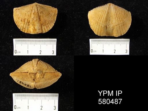 Spinocyrtia sp.