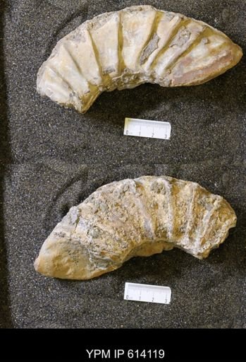 Prionocyclus sp.
