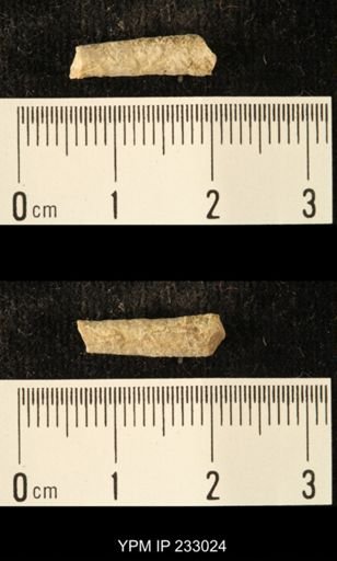 Archaeocidaris sp.
