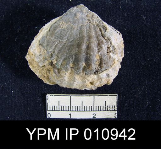 Meekella mexicana