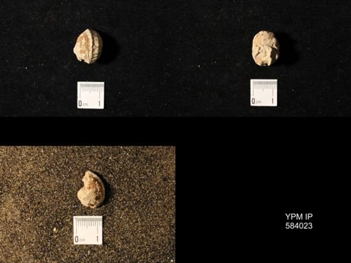 Pharkidonotus percarinatus tricarinatus