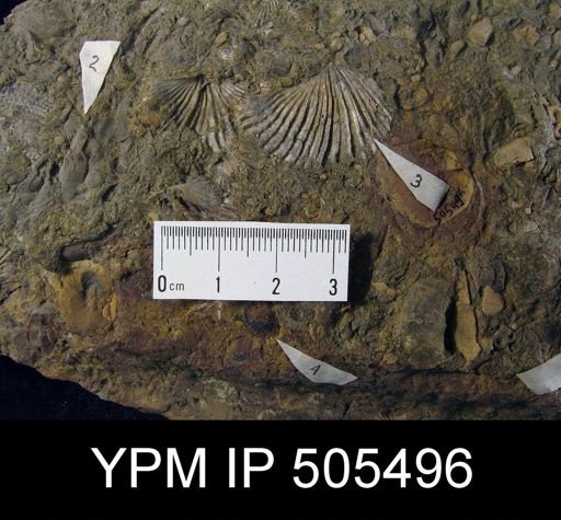 Brachiopod Assemblage Taxa