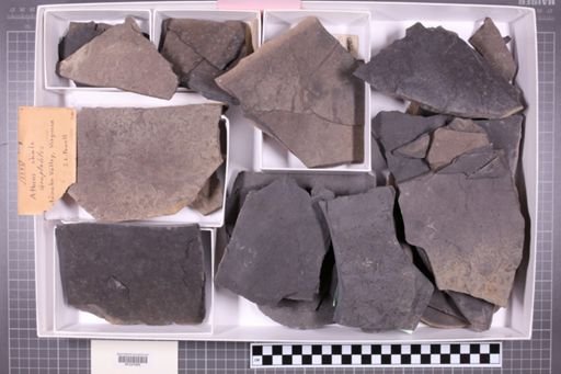 mixed taxa, stratigraphic collection