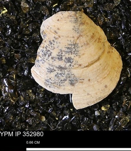 Limopsis striatopunctatus