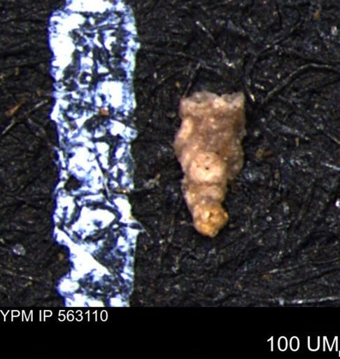 Verneuilina canadensis