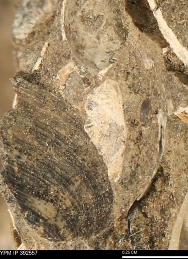 Protocardia subquadrata
