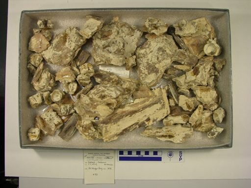 Ichthyodectes sp.