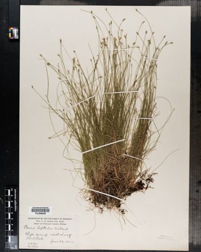 Carex leptalea