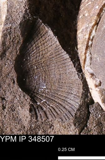 Parallelodon (Cosmetodon)?