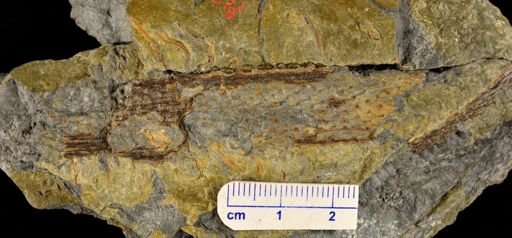 Colpodexylon deatsii