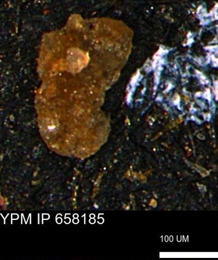 Ammobaculites euides