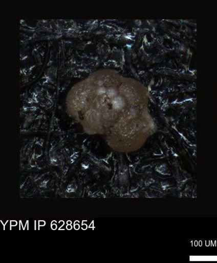 undet. Foraminiferida
