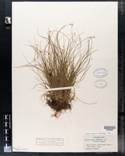 Carex radiata
