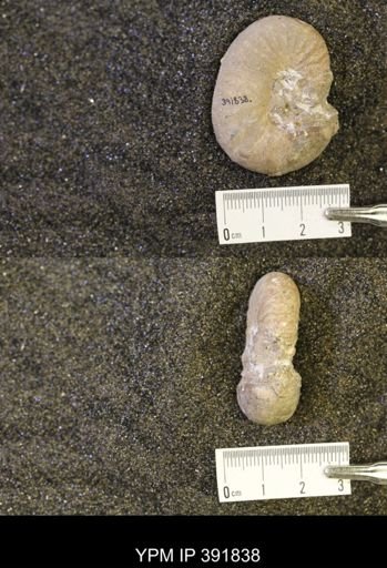 Scaphites whitfieldi