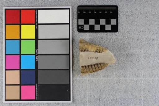 Mesohippus eulophus