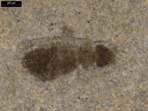 Isoptera?