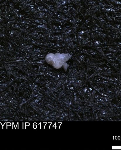 undet. Heterohelicidae