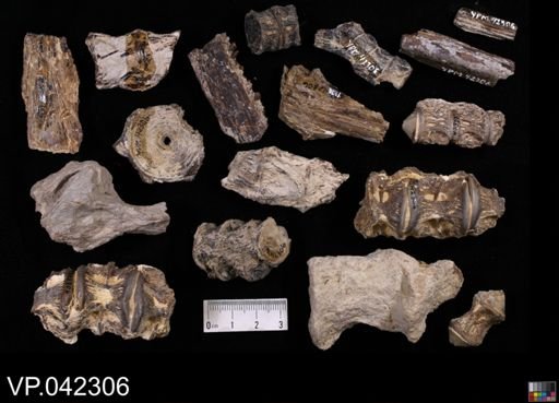 undet. Stratodontidae