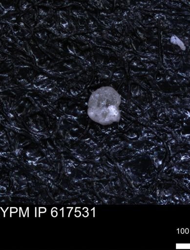 undet. Foraminiferida