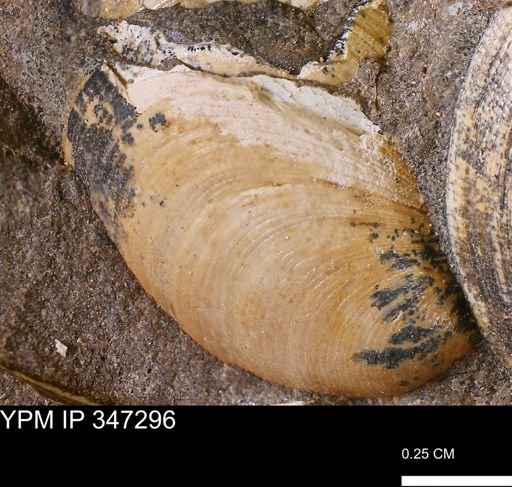 Limopsis striatopunctatus