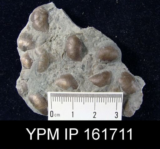 Plectambonites glabra