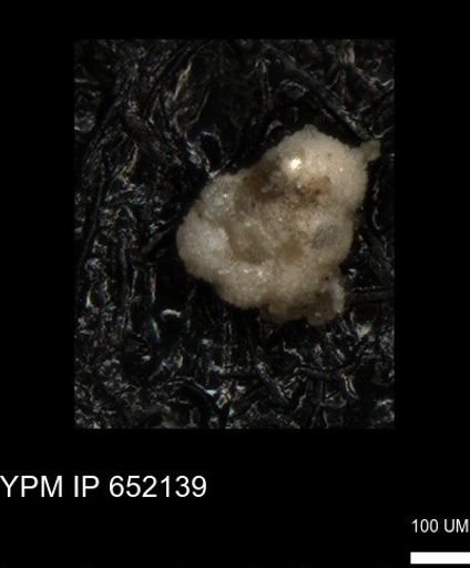 undet. Rugoglobigerinidae