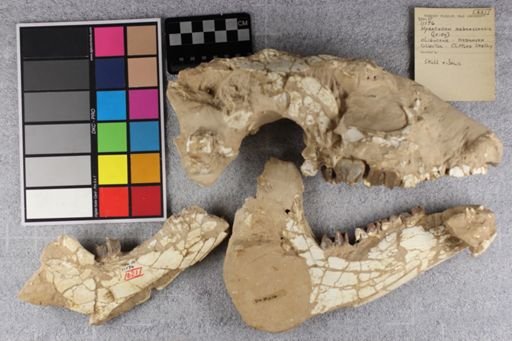Hyracodon