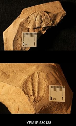 Elrathia kingi