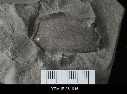 undet. Eurypterida