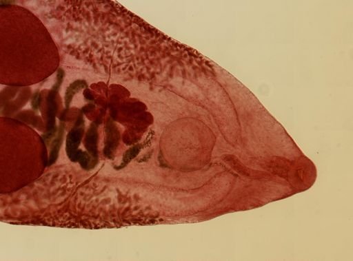 Prosthogonimus macrorchis