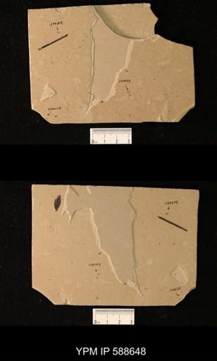 undet. Hemiptera