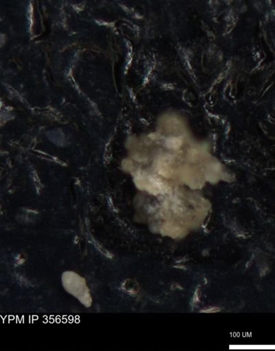 undet. Foraminiferida