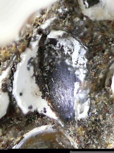 Corbulamella gregaria