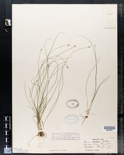 Carex leptalea