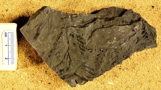 Sphenopteris concinna
