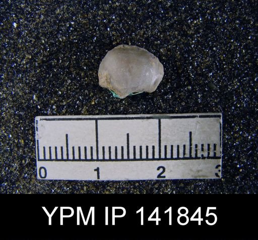 Chonetella nasuta