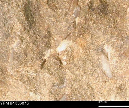 undet. Mollusca