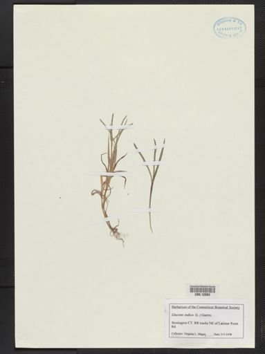 Eleusine indica