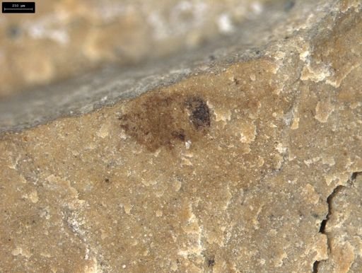 undet. Insecta