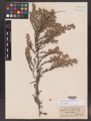 Symphyotrichum ericoides