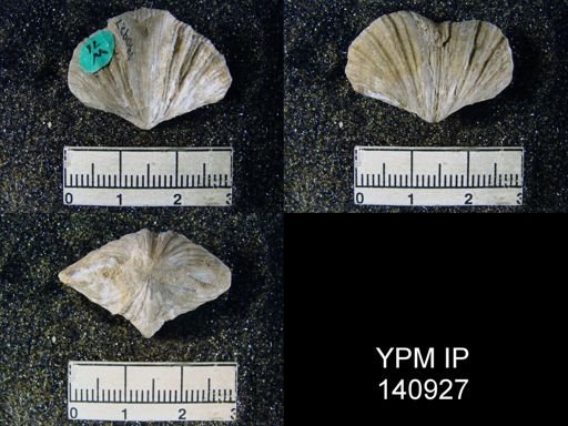 Spirifer (Neospirifer) musakheylensis