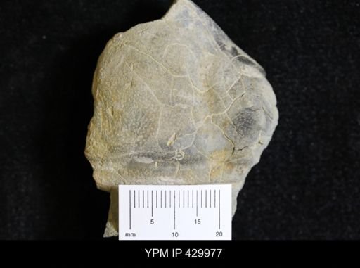Dipleura dekayi