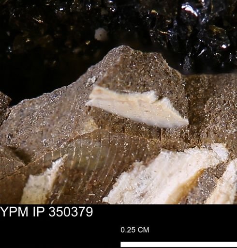 undet. Mollusca